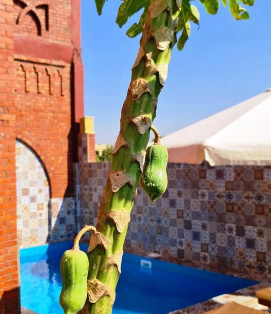 Luxor Tower Villa